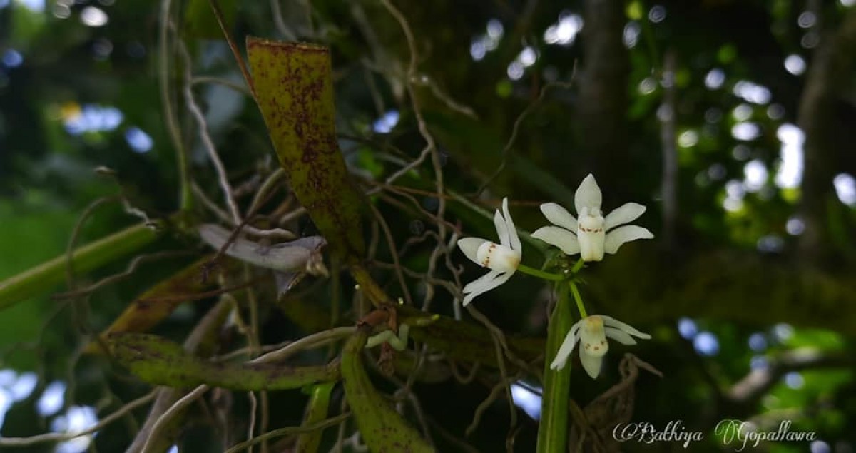 Thrixspermum pulchellum (Thwaites) Schltr.